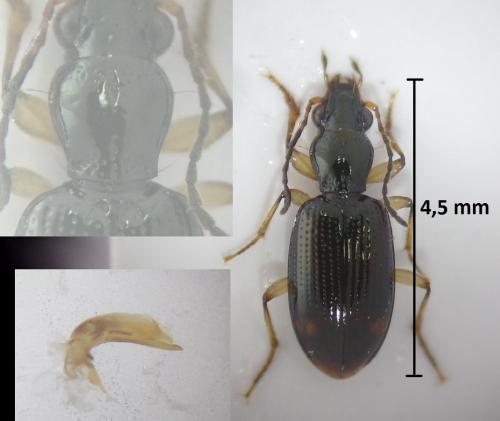 Réf. 194 700 : Sinechostictus elongatus